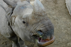 San Diego Wild Animal Park Rhino