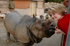 San Diego Wild Animal Park Rhino Feeding