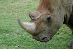 San Diego Wild Animal Park Rhino