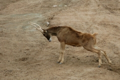 San Diego Wild Animal Park Safari