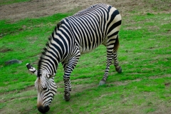 San Diego Wild Animal Park Zebra