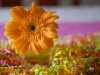 PJH_4047