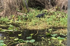 De Leon Springs State Park Boat Tour