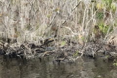 De Leon Springs State Park Boat Tour